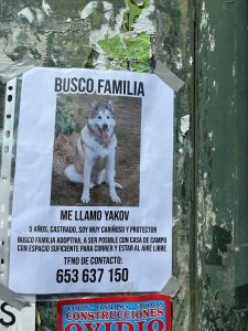Yakov, un perro de 5 años cariñoso y protector, busca familia adoptiva con espacio para correr y estar al aire libre. Contacto: 653 637 150.