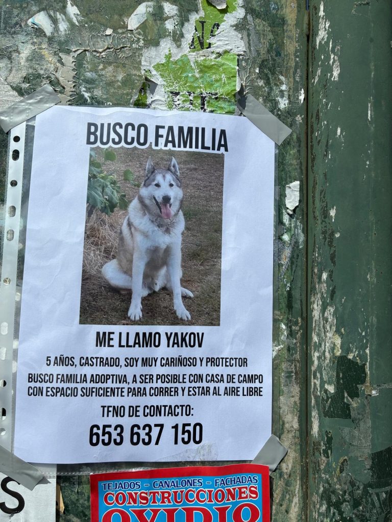 Yakov, un perro de 5 años cariñoso y protector, busca familia adoptiva con espacio para correr y estar al aire libre. Contacto: 653 637 150.